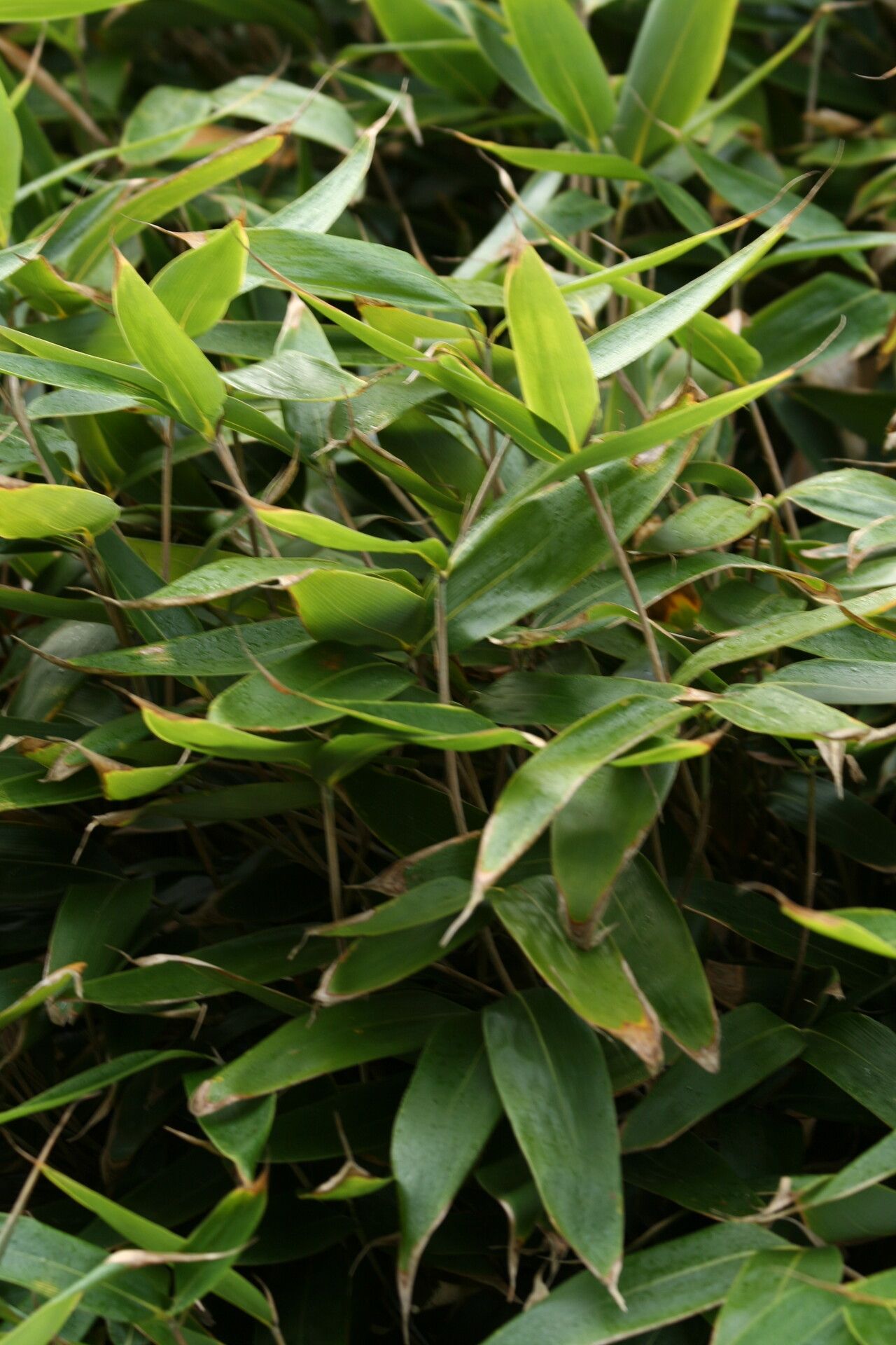 Sasa nipponica — related species from the same genus