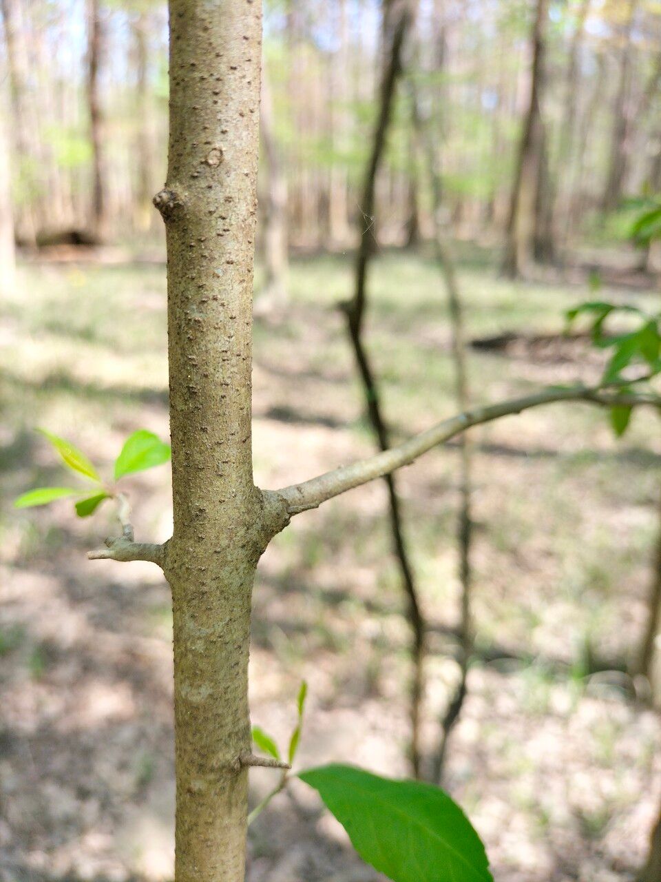 Malus angustifolia bark