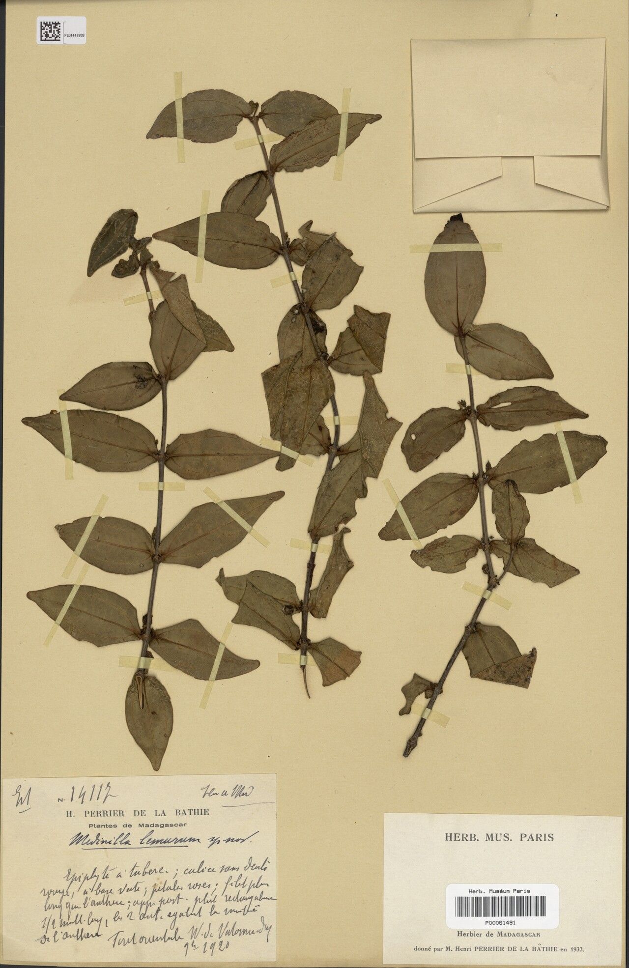 Medinilla lemurum — search result for 'Medinilla'