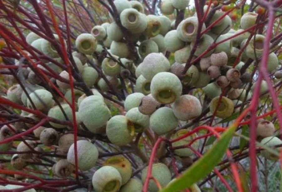 Eucalyptus buprestium fruit