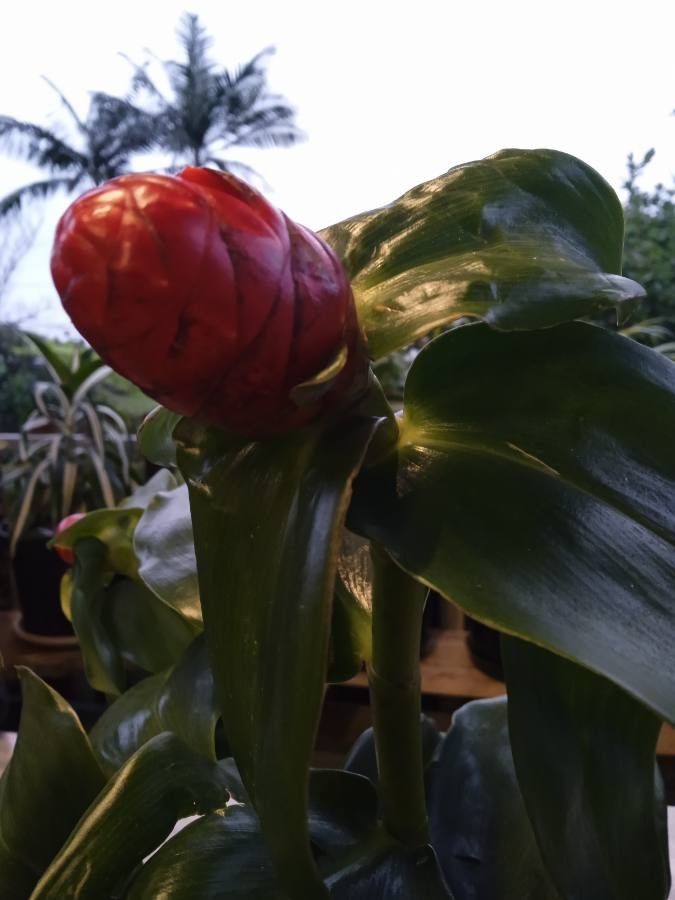 Costus spicatus fruit