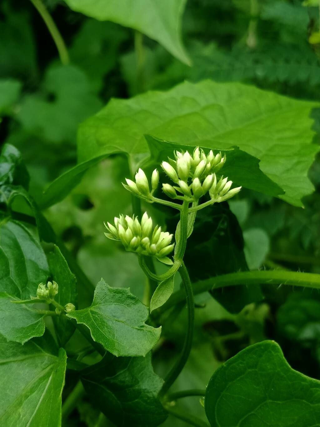 Mikania Micrantha flower
