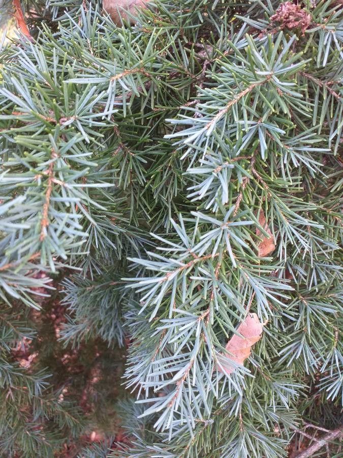 Tsuga mertensiana leaf
