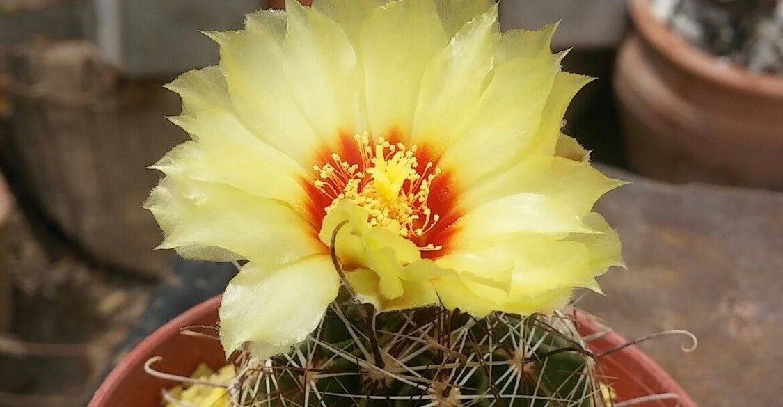 Thelocactus setispinus flower