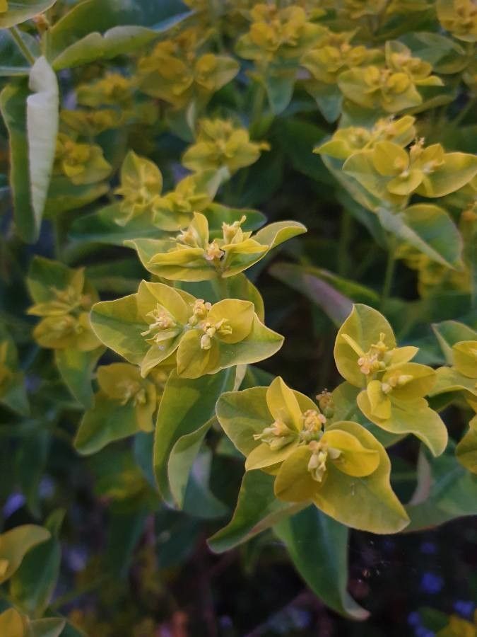 Euphorbia flavicoma — pest resistant houseplant