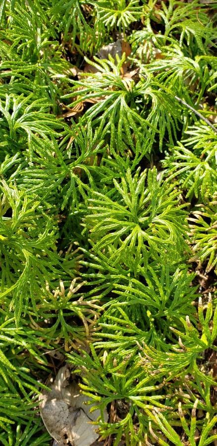 Lycopodium complanatum leaf