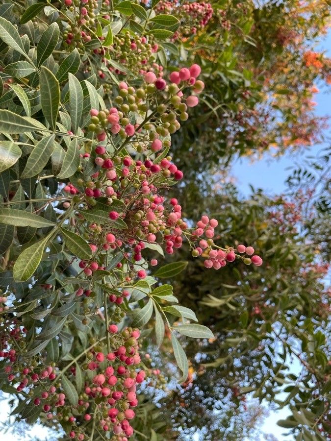 Celtis luzonica — search result for 'Celtis'