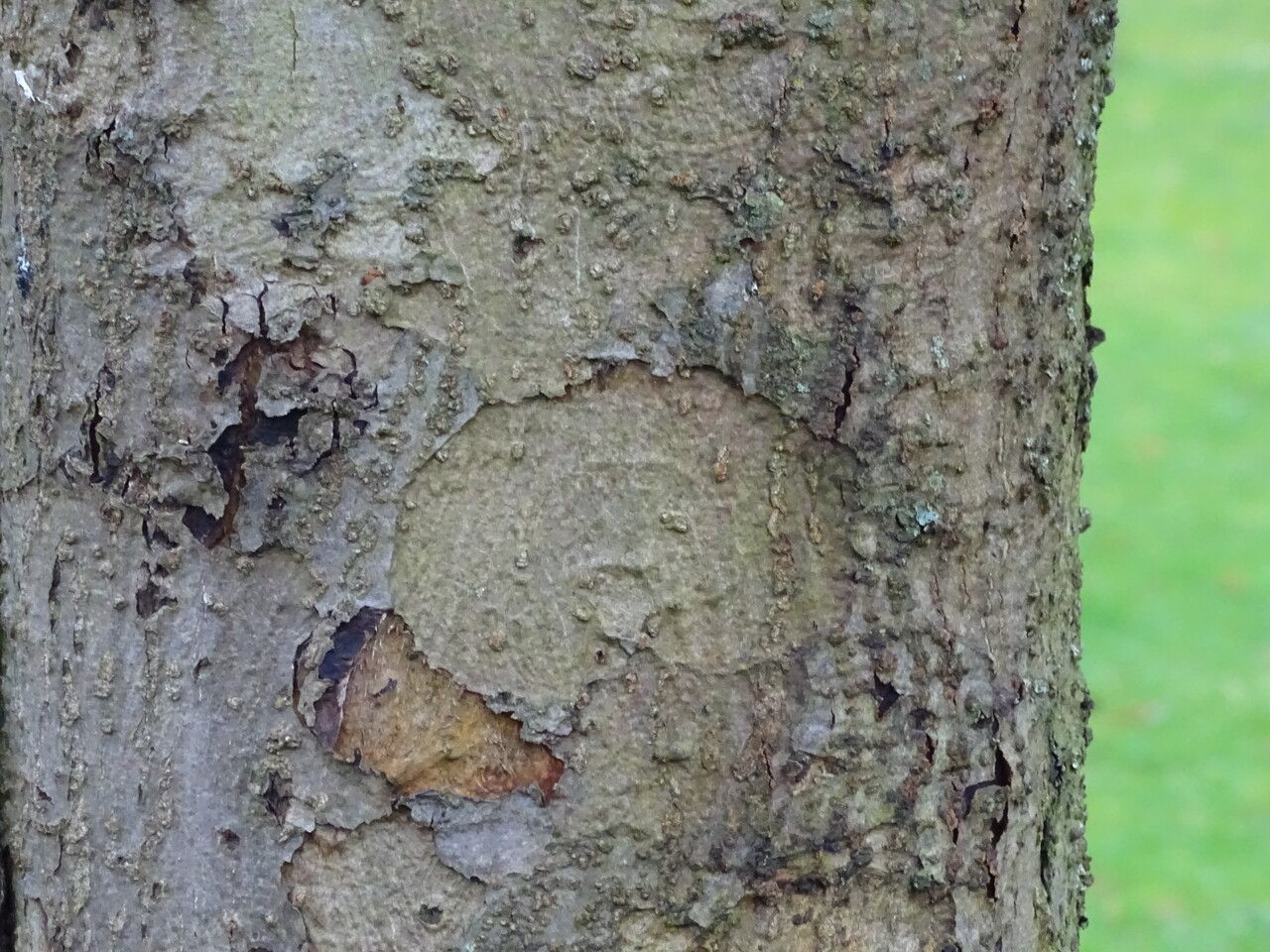 Malus sikkimensis bark