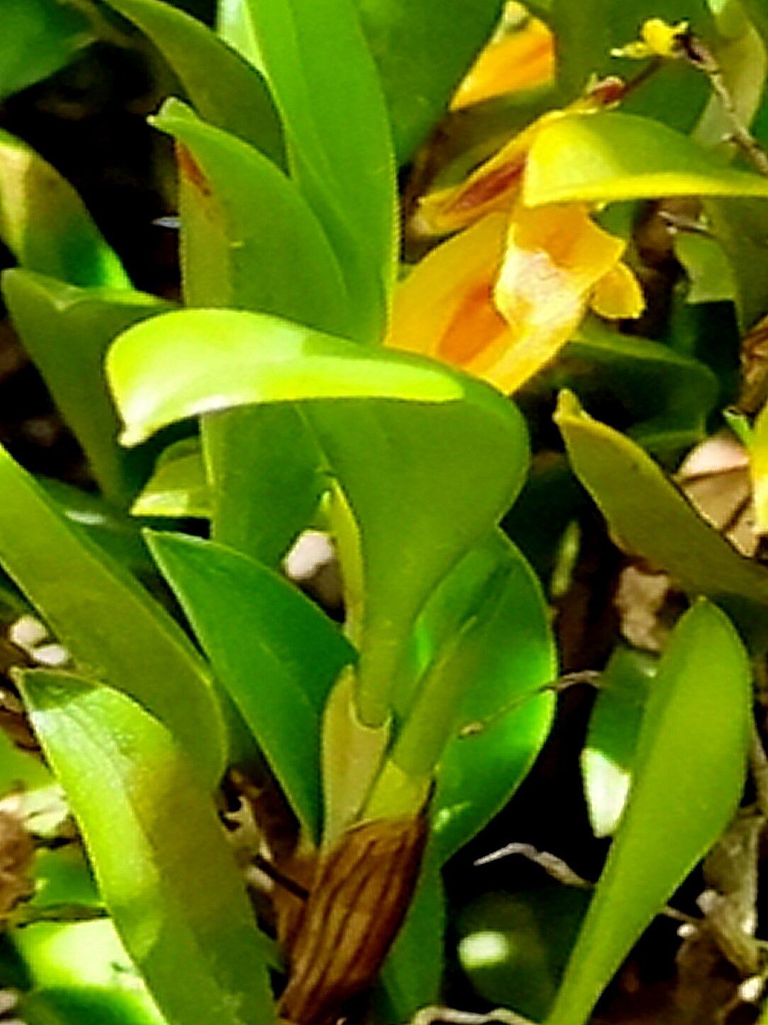 Andinia spiralis — related species from the same genus