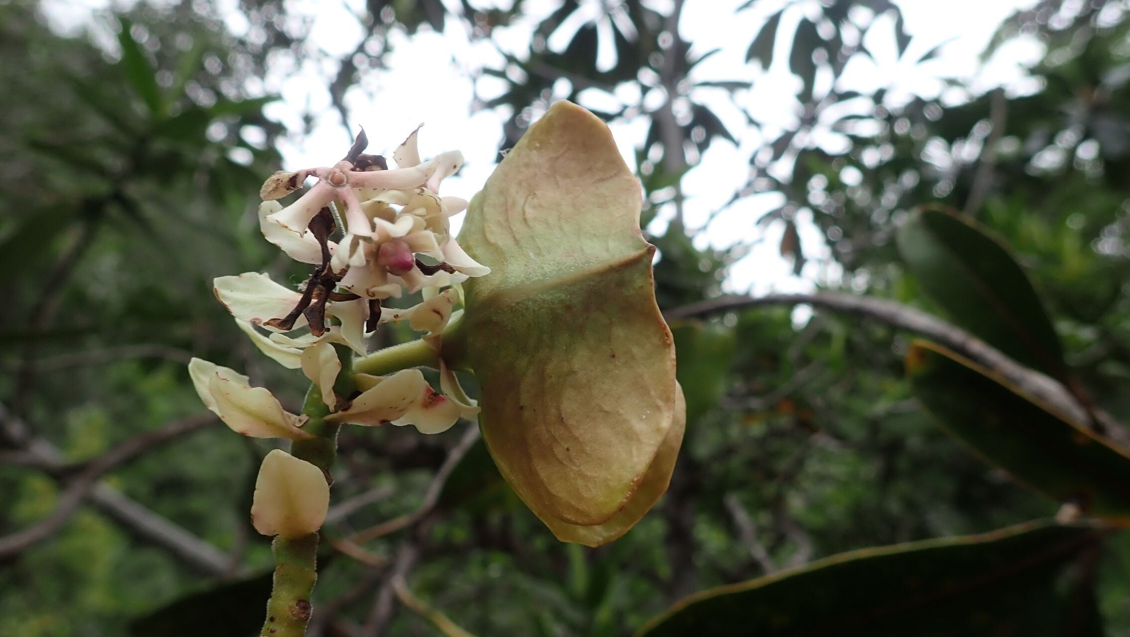 Cerberiopsis neriifolia flower