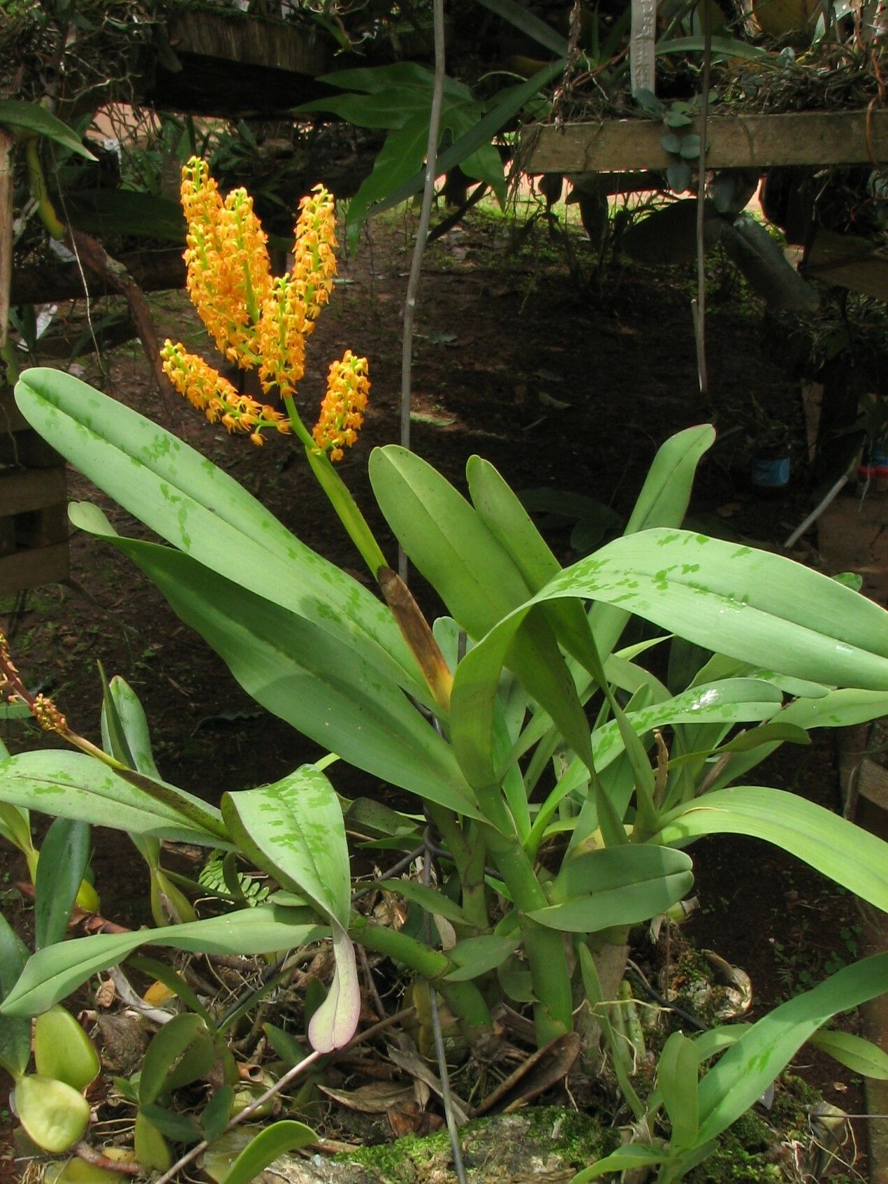 Polystachya paniculata habit