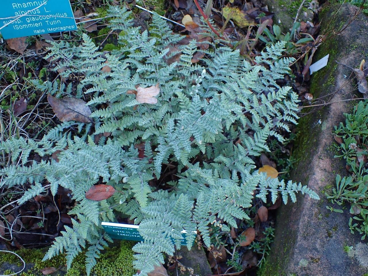 Cheilanthes lanosa habit