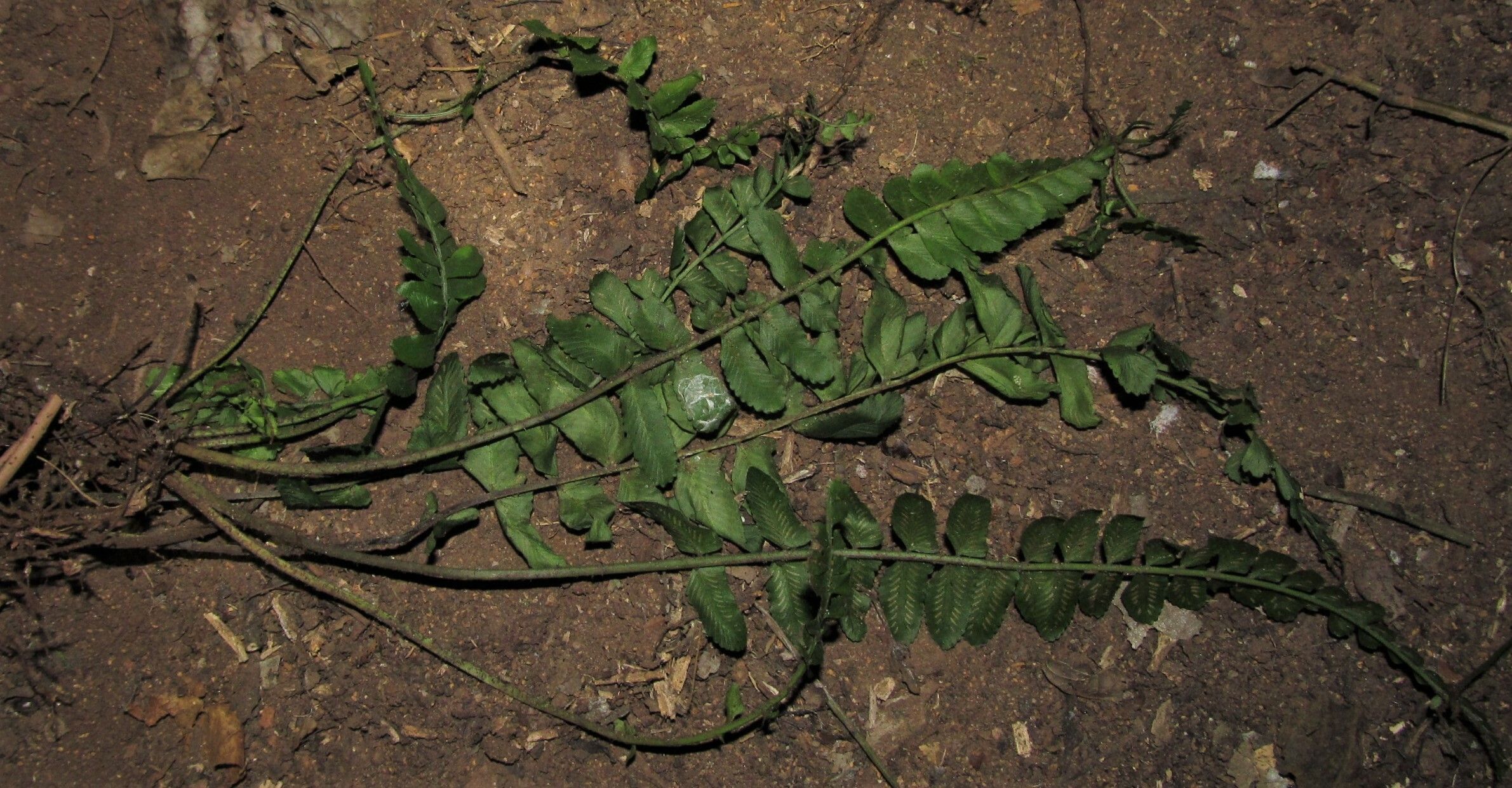 Asplenium macrophlebium — houseplant care guide