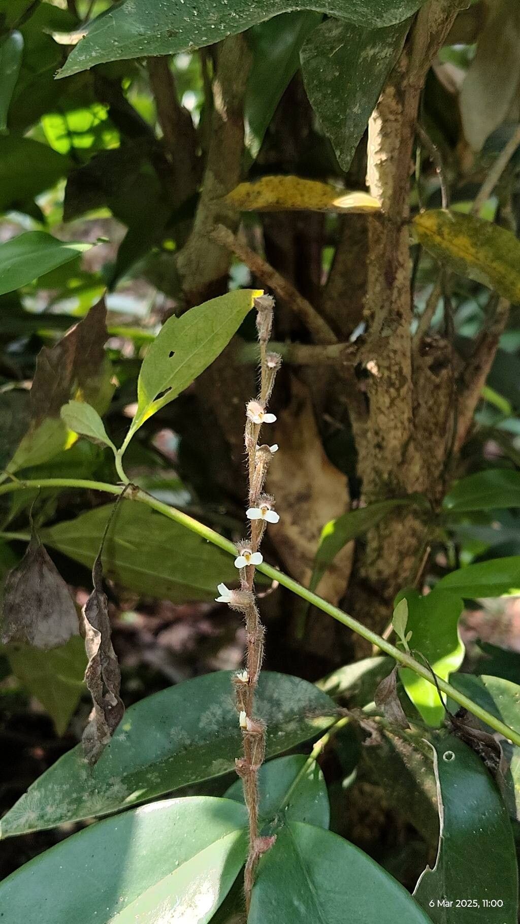 Zeuxine gracilis — related species from the same genus