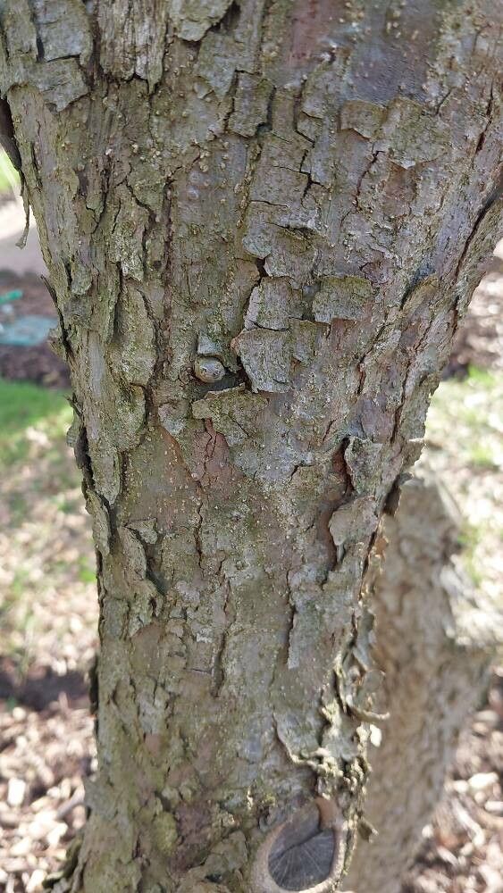 Quercus vaseyana bark