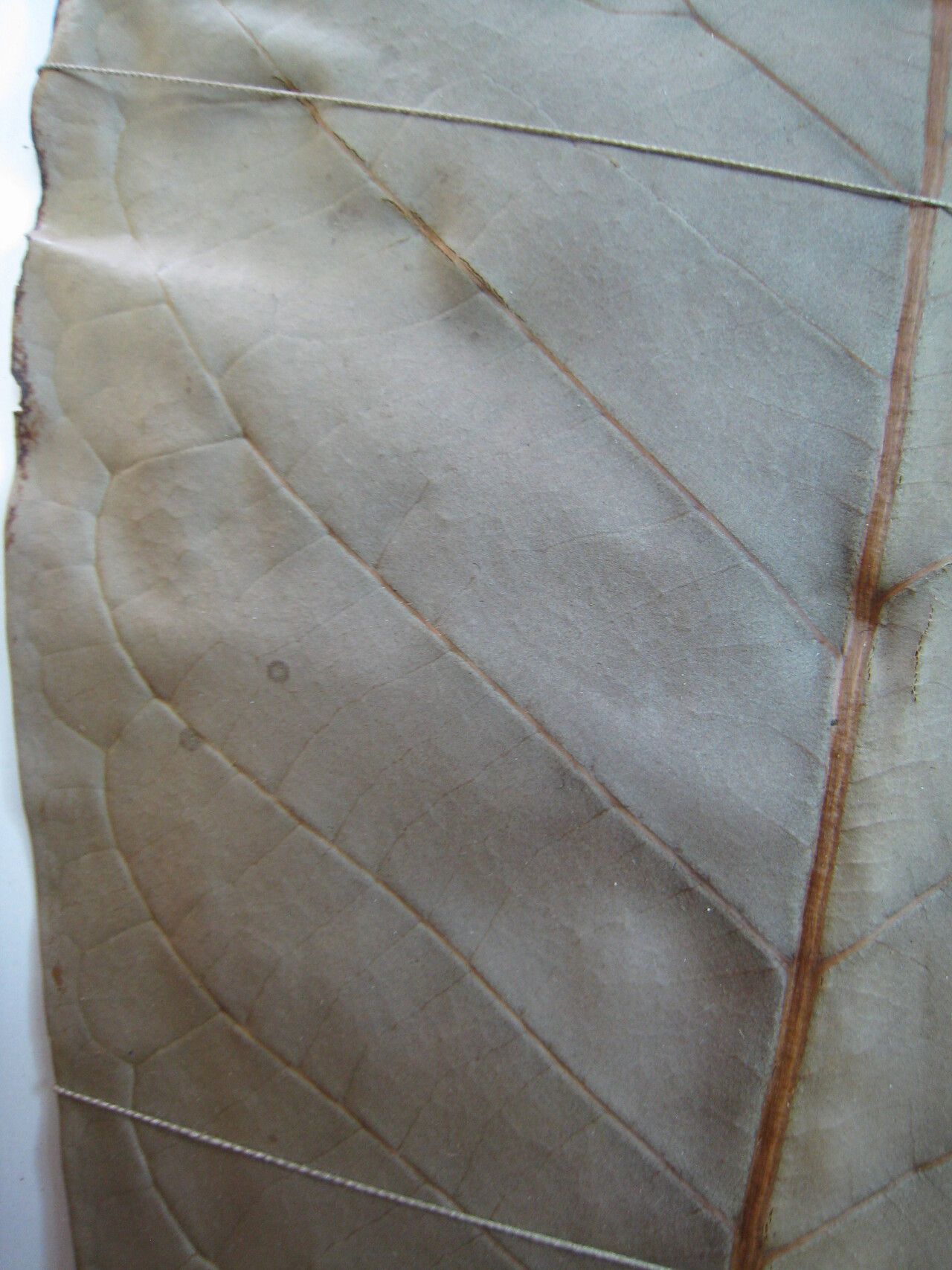 Aniba hostmanniana other