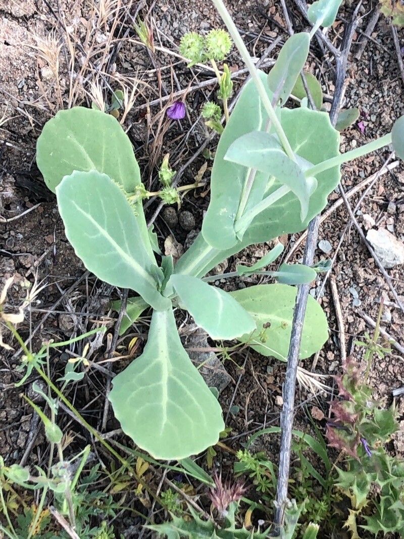 Moricandia moricandioides — related species from the same genus