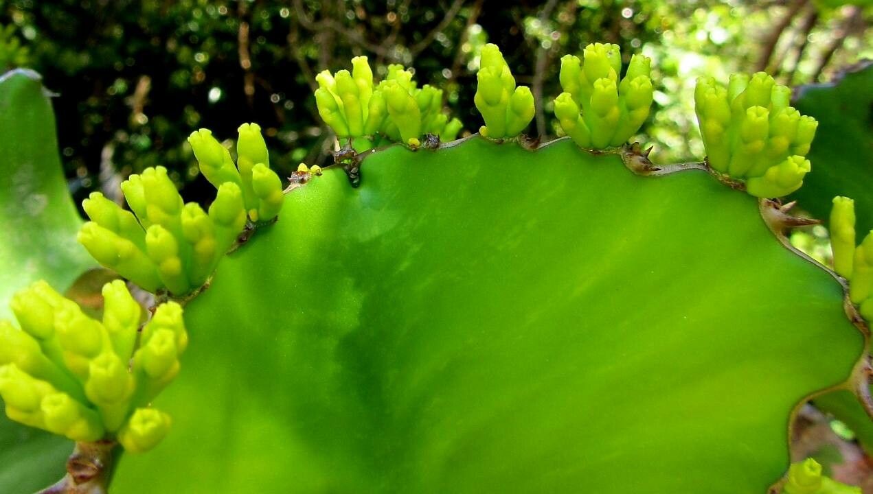 Euphorbia grandialata flower