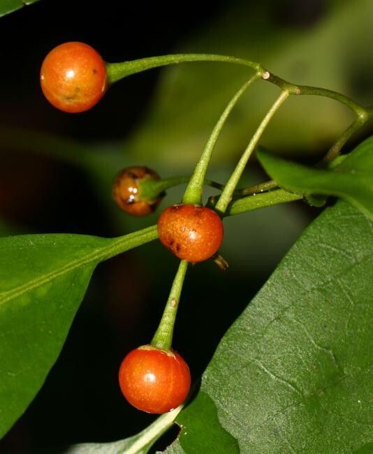 Solanum viridifolium fruit