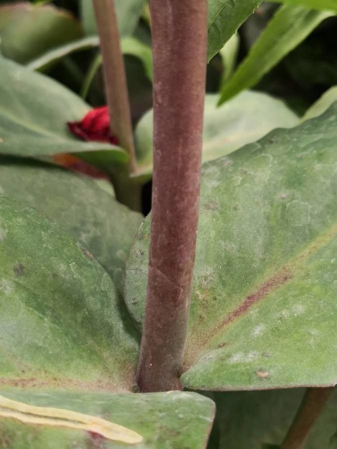 Sedum spectabile bark