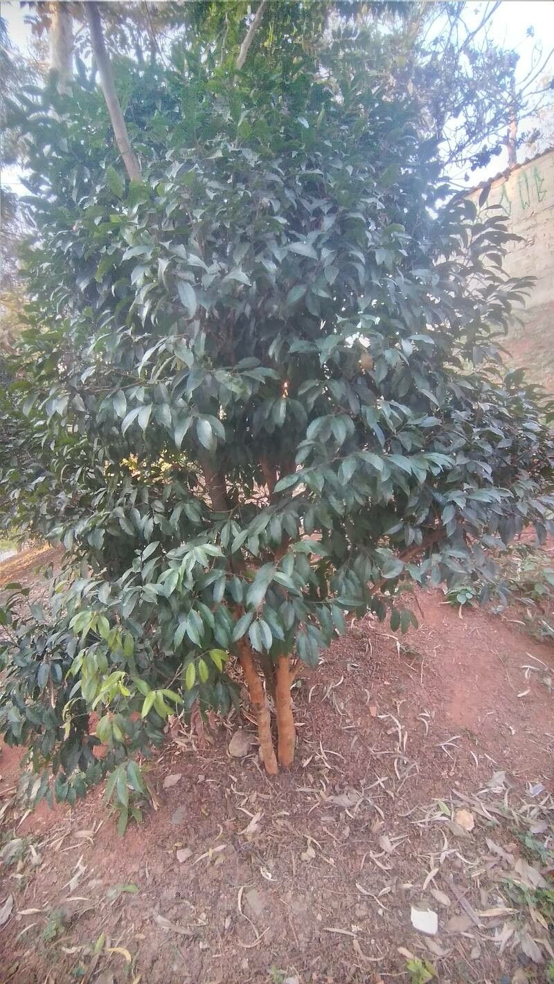 Backhousia citriodora — search result for 'Citrus'