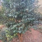 Backhousia citriodora