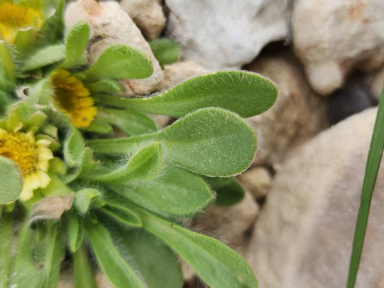 Pallenis hierichuntica leaf