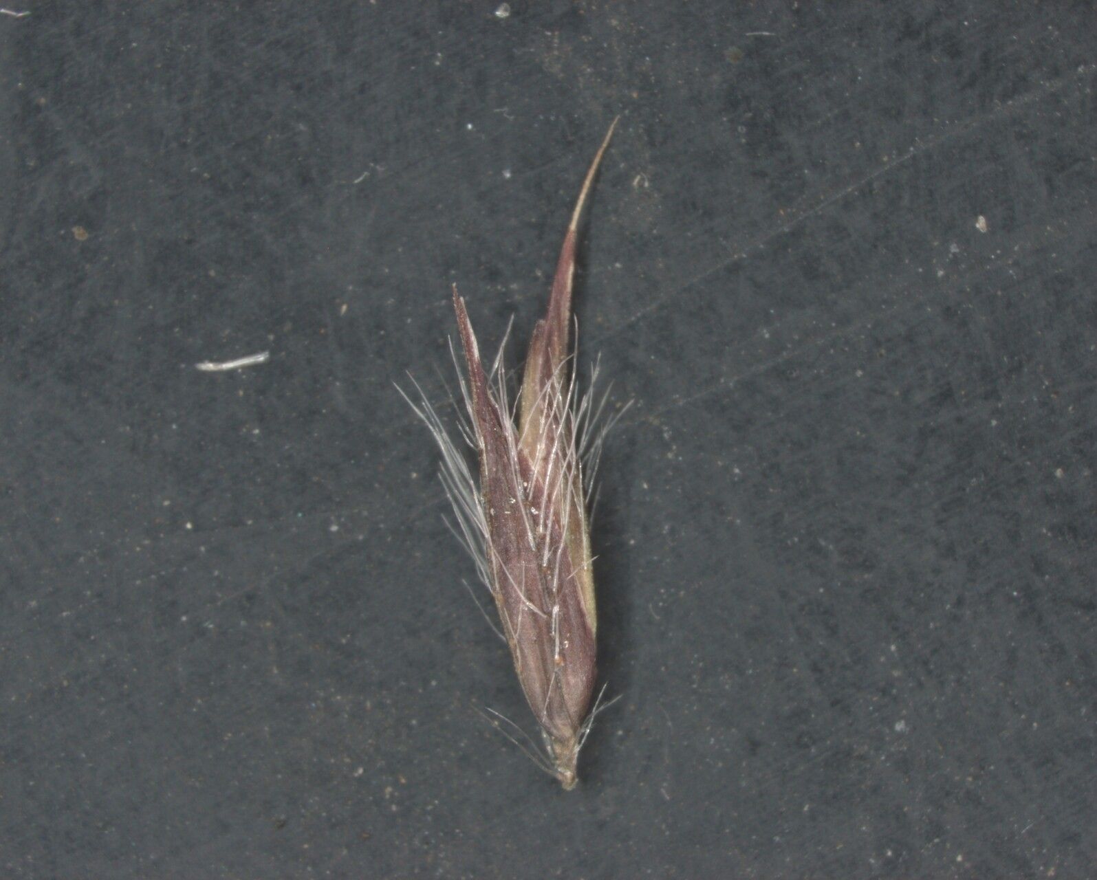 Arundinella hookeri fruit