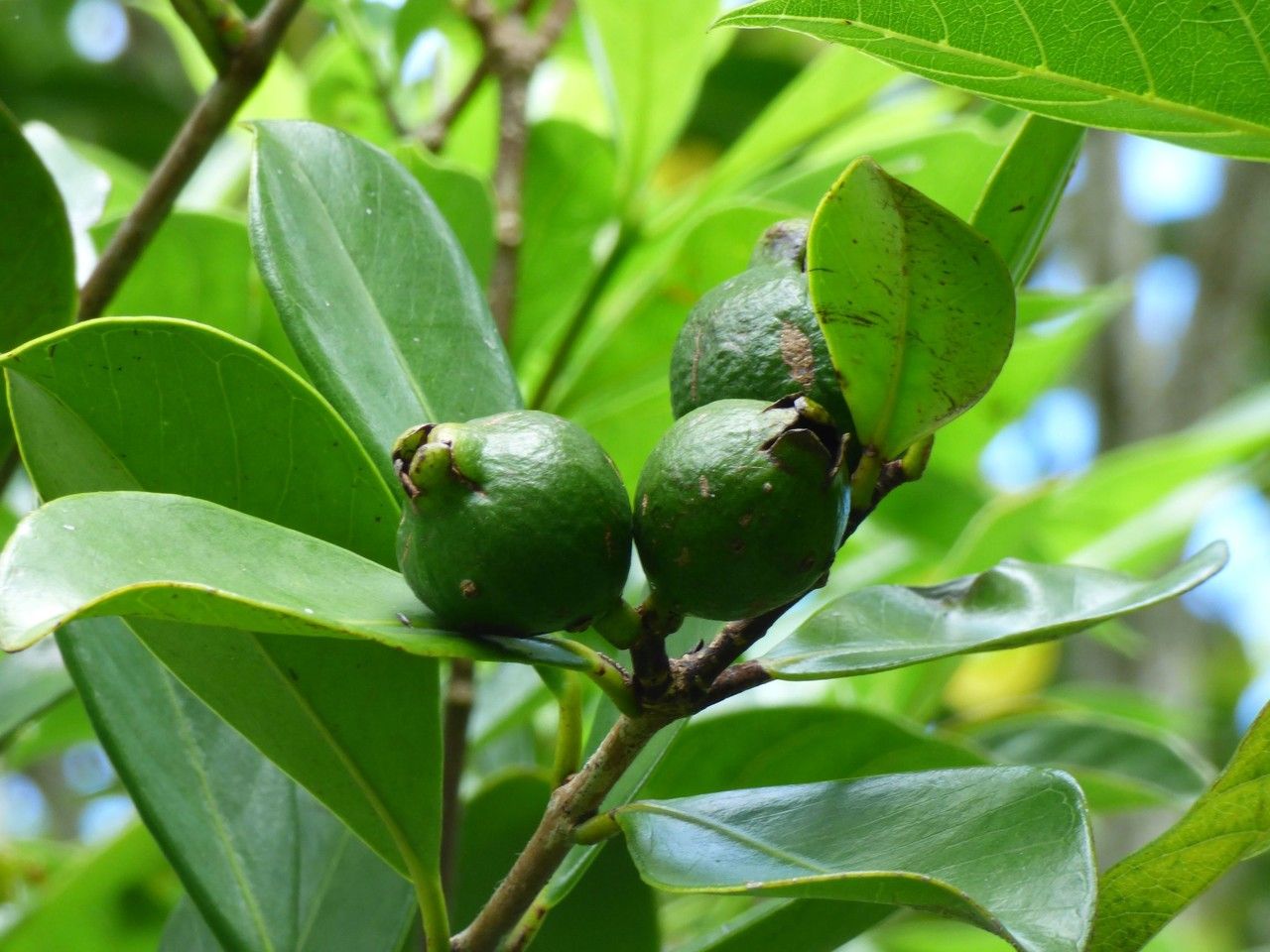 Psidium guineense fruit