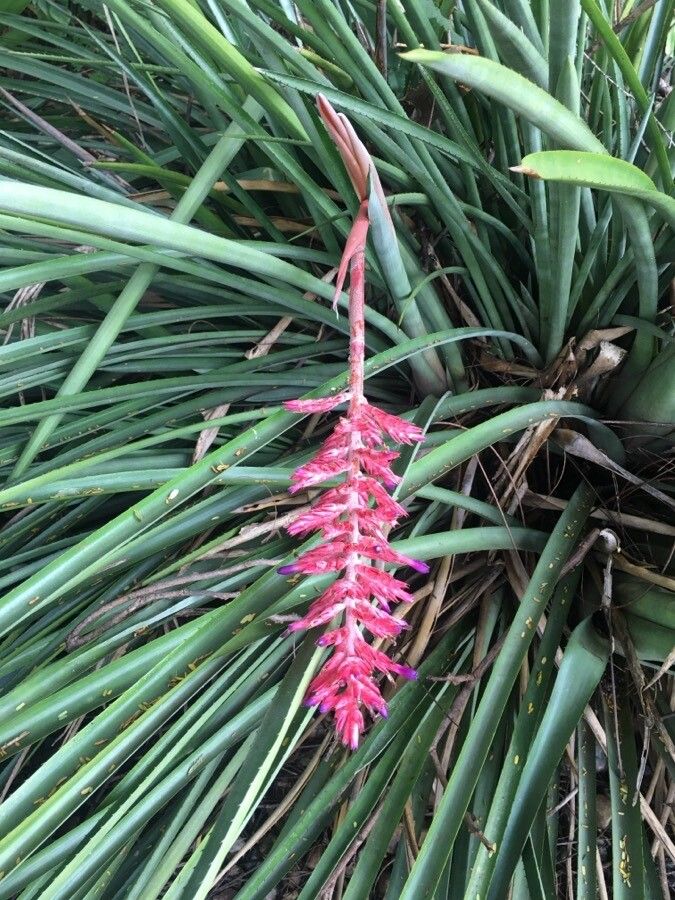 Aechmea distichantha flower