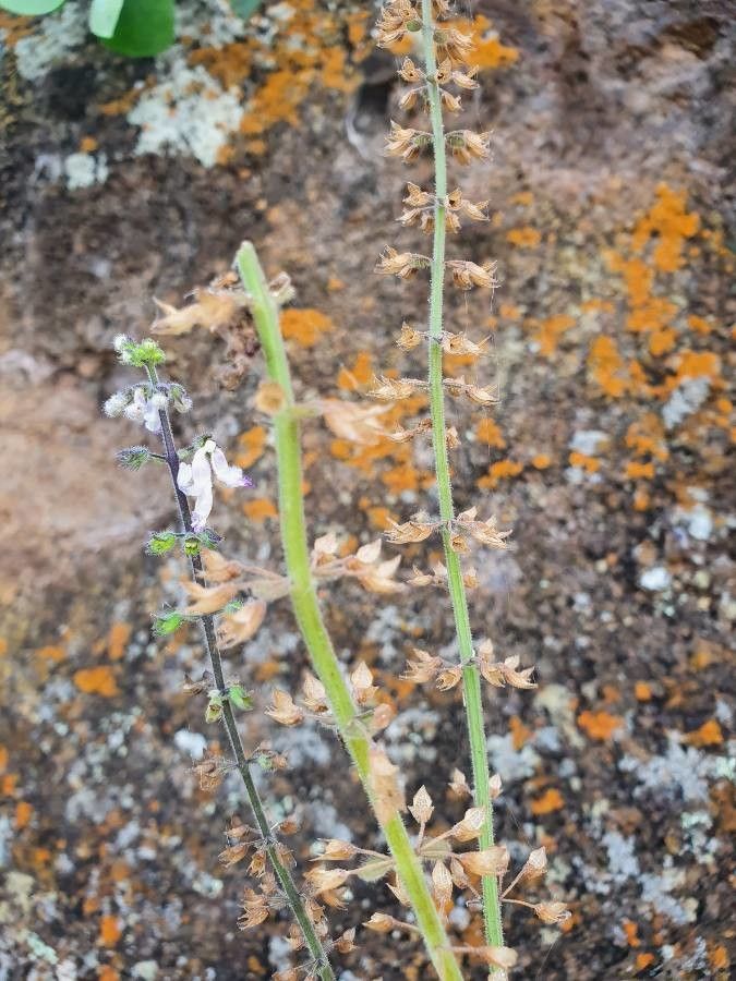 Plectranthus longipes flower