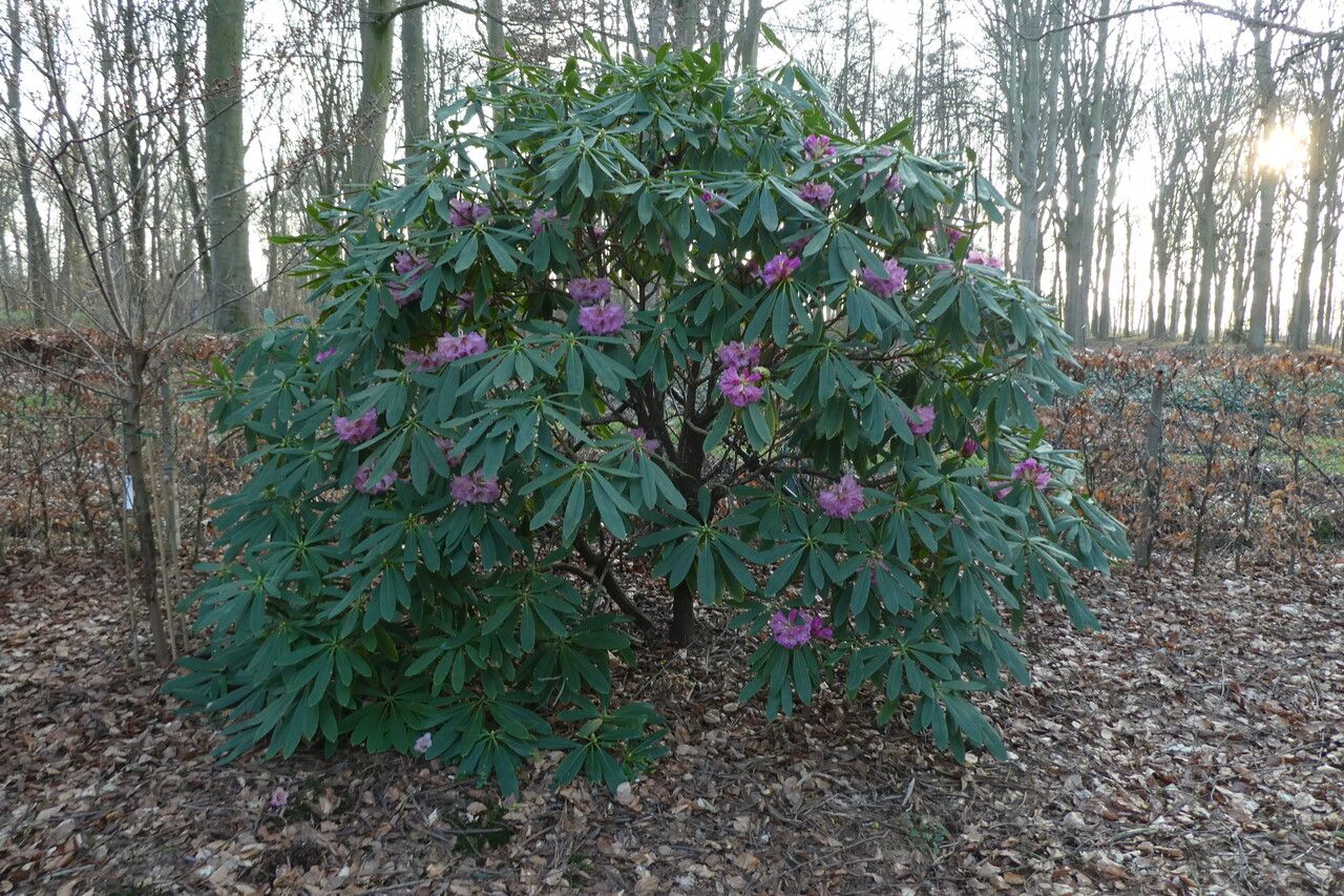Rhododendron sutchuenense habit