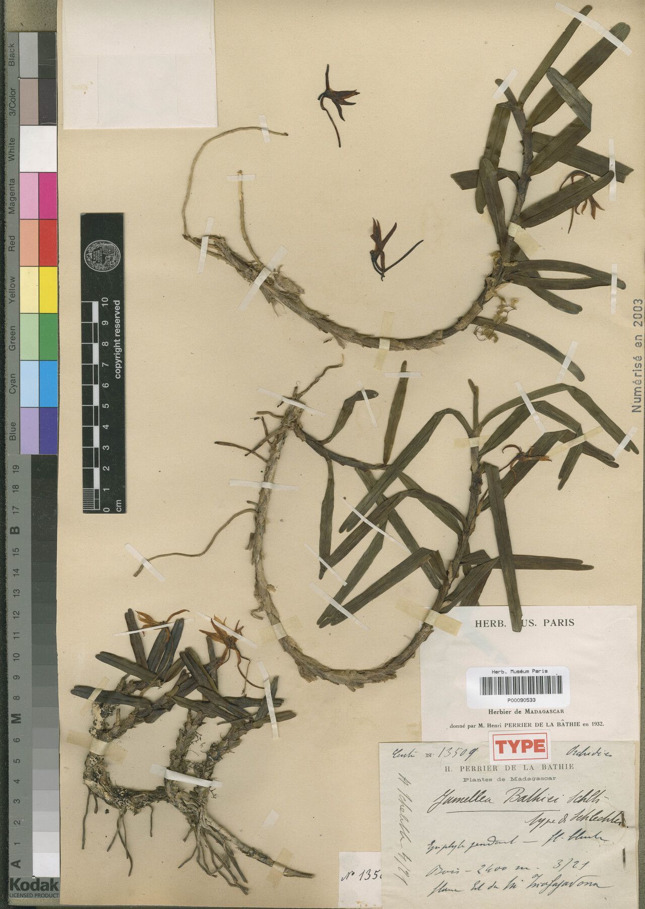 Jumellea bathiei — houseplant care guide