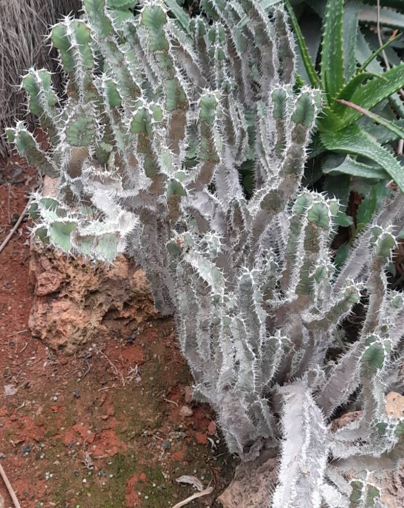 Euphorbia graniticola habit