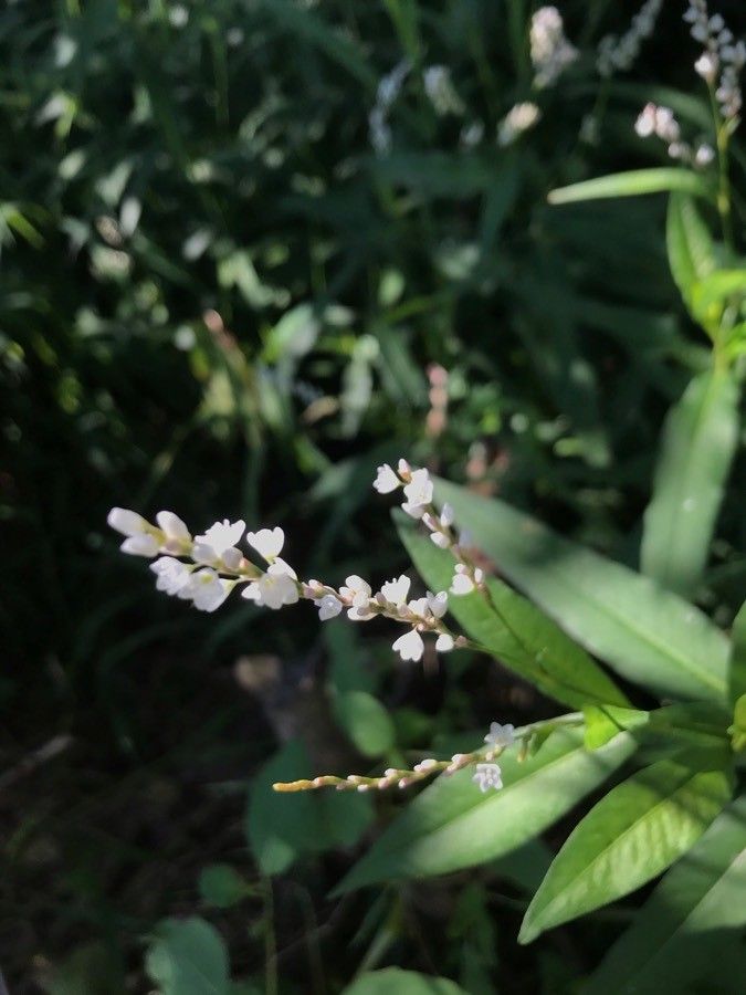 Persicaria segetum — houseplant care guide