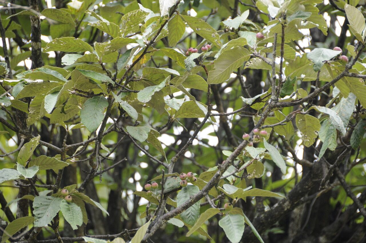 Sorbus vestita habit