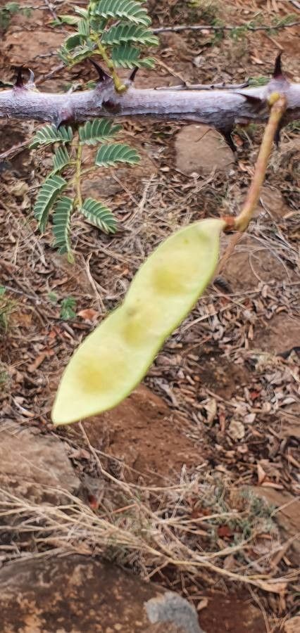 Acacia thomasii fruit
