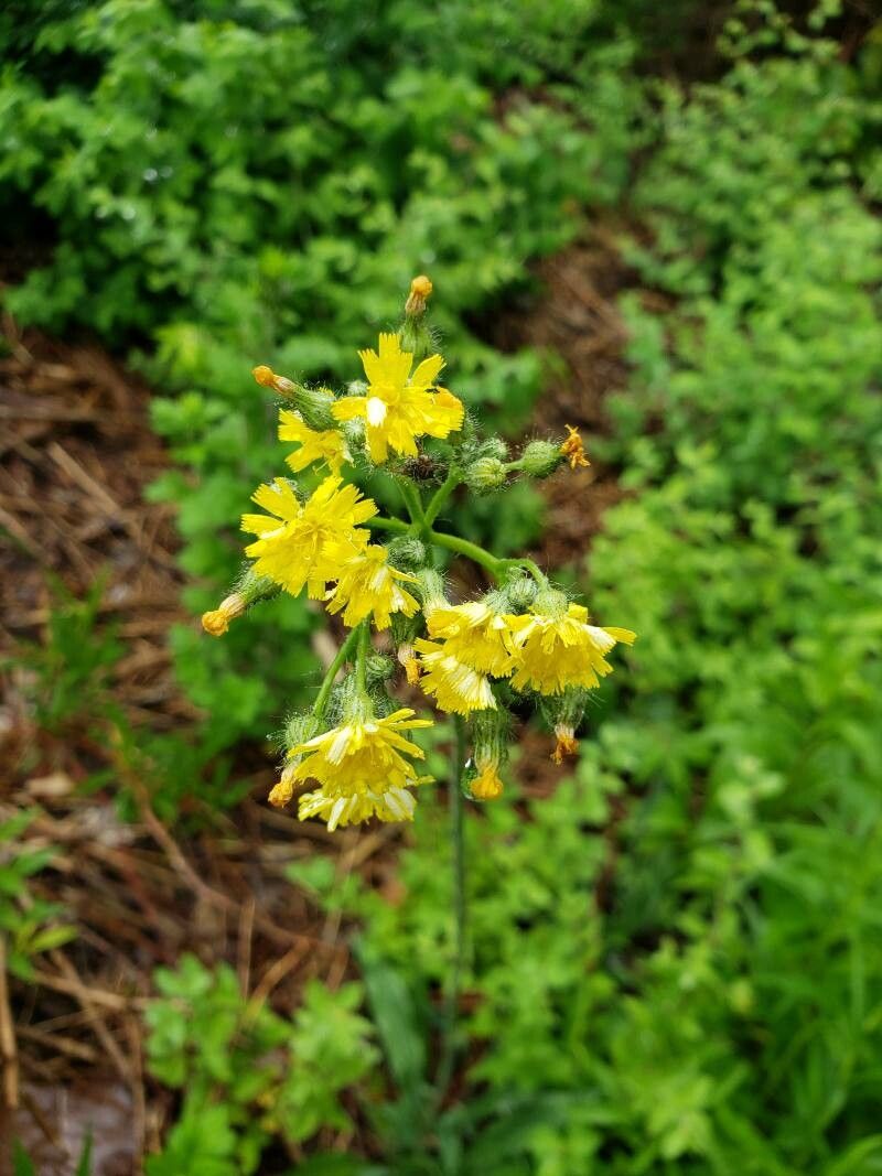 Hieracium caespitosum flower