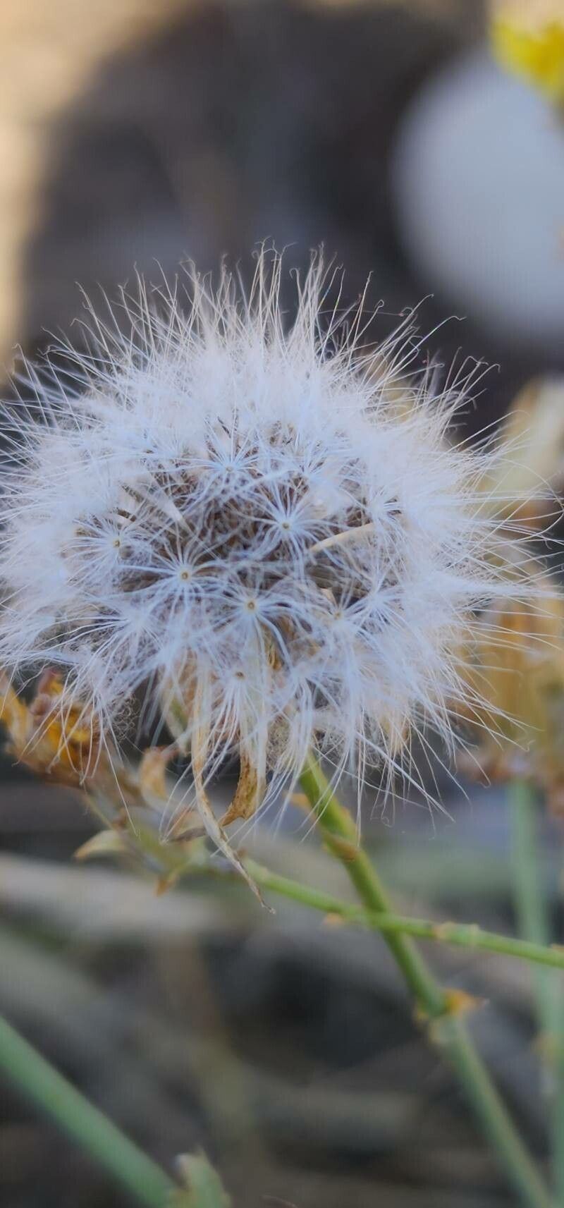 Launaea mucronata fruit