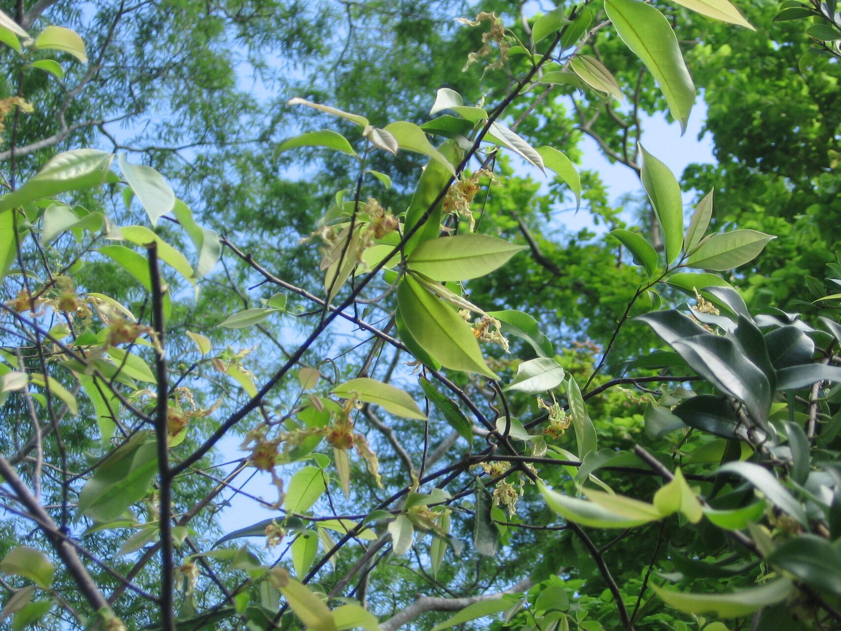 Monodora carolinae habit