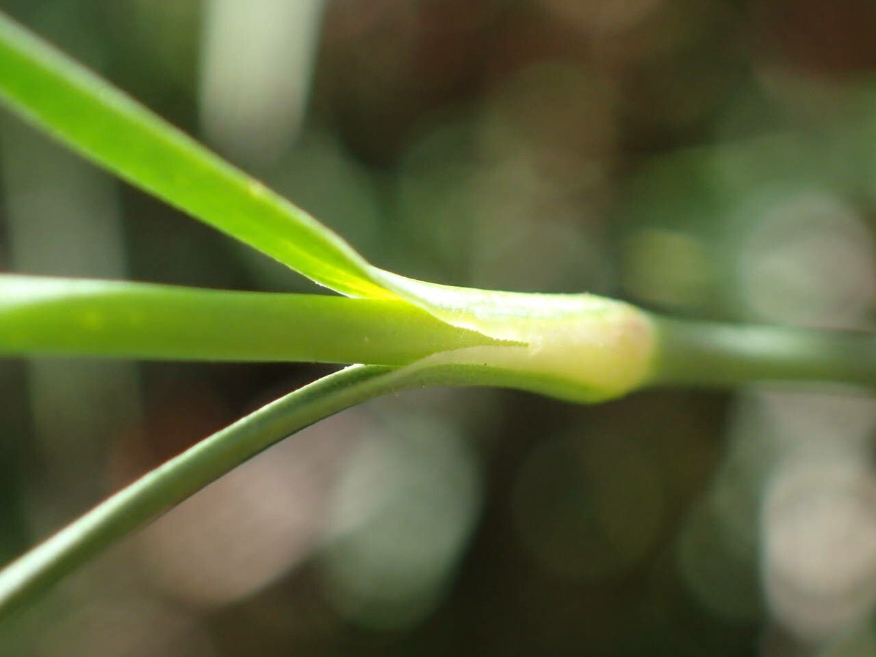 Dianthus graniticus — search result for 'France'