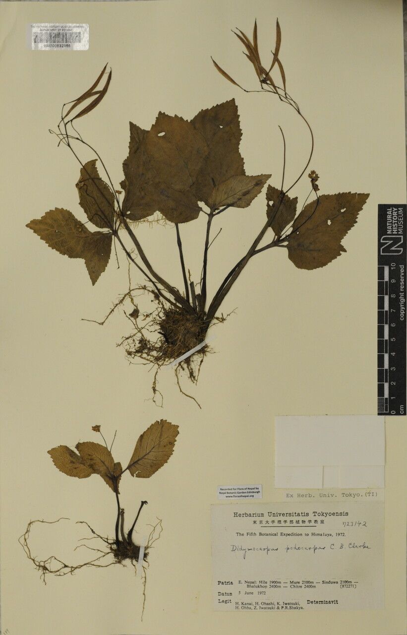 Didymocarpus podocarpus — search result for 'Podocarpus'