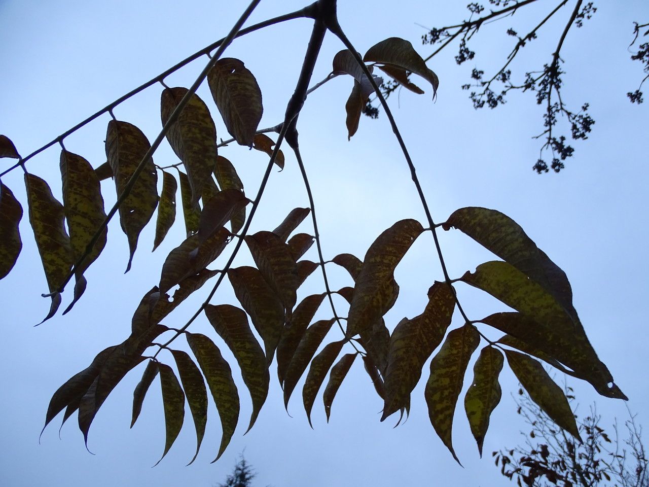 Phellodendron japonicum — search result for 'Rutaceae'