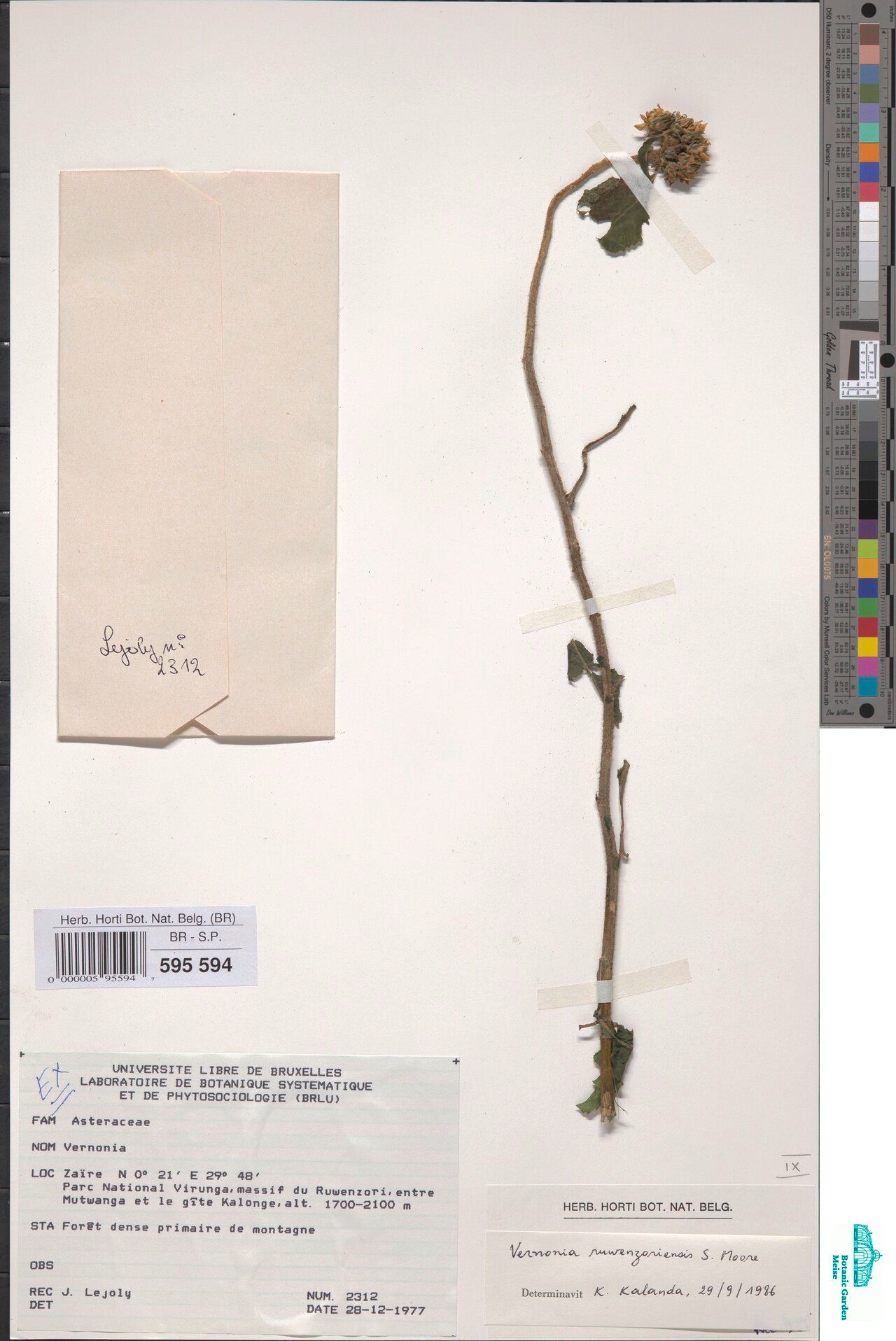 Vernonia ruwenzoriensis — houseplant care guide