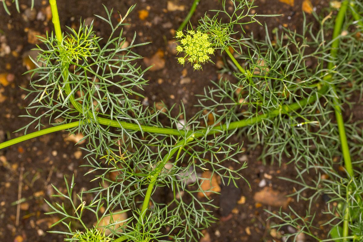 Ammi visnaga leaf