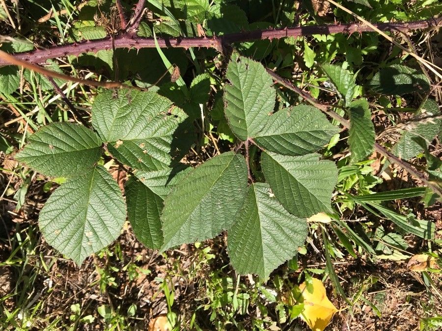 Rubus nemophilus leaf