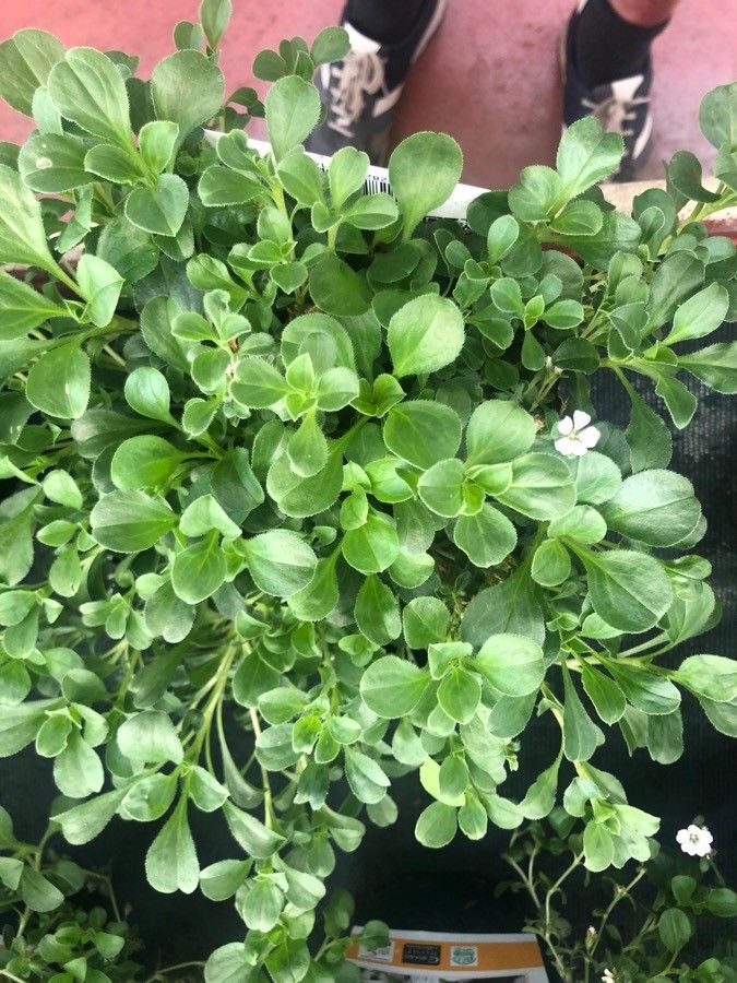 Gypsophila cerastoides habit