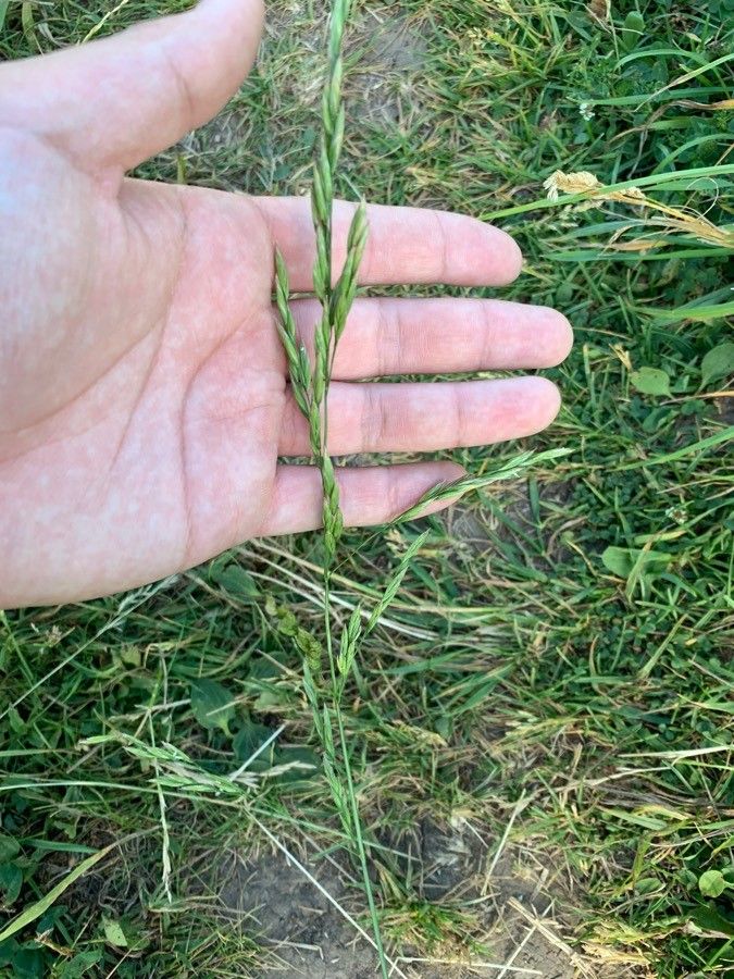 Festuca arundinacea flower