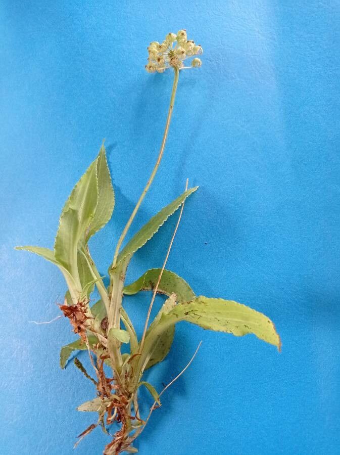 Malaxis crispifolia — related species from the same genus