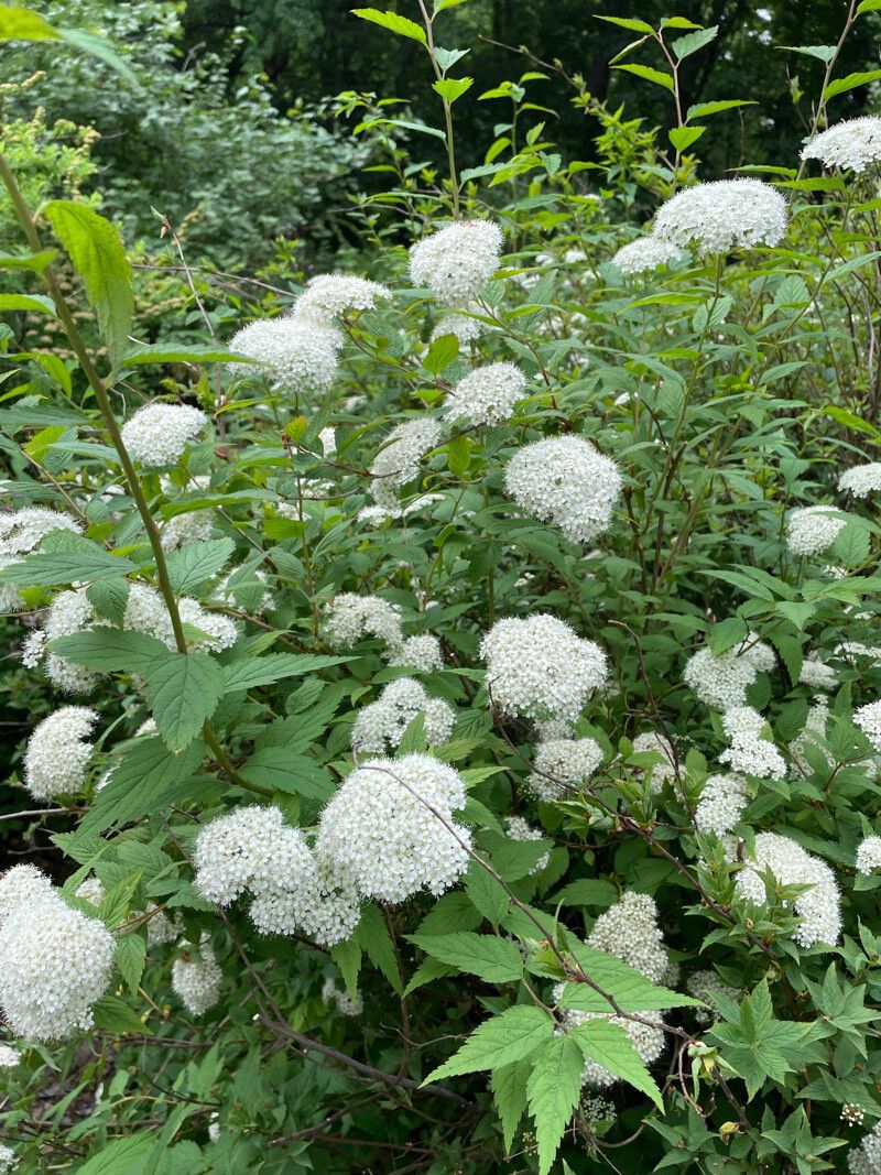 Spiraea miyabei habit